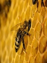 Younes Blend from Jawad Apiaries