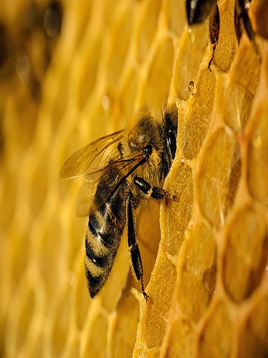 Younes Blend from Jawad Apiaries